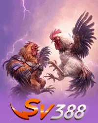 SY388
